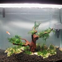 aquascape-for-everyone-learning-and-sharing