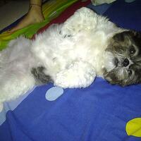 shih-tzu-lover----part-2