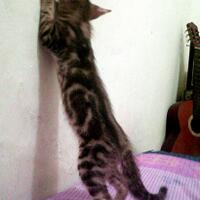 cat-lovers-kaskus-read-page-1-first---part-4