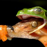 50-foto-hewan-diambil-di-momen-terbaik