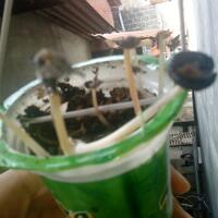 jamur-tahi-sapi-buat-have-fun