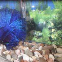 mengenal-ikan-cupang-yang-memukau-dunia-pic