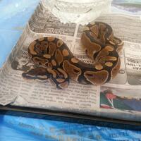 ball-python-python-regius-lovers-masuk-sininew-home---part-1