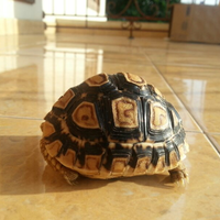 93787769378776937-all-about-tortoise-93787769378776937---part-3