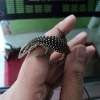 93787769378776937rumah-baru-untuk-varanus-lover-93787769378776937