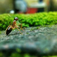 hasil-foto-macro-kamera-ponsel-nggak-kalah-bagus-dari-kamera-slr-gan-pic