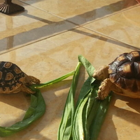 93787769378776937-all-about-tortoise-93787769378776937---part-3