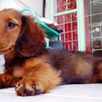 dachshund-lovers----part-2