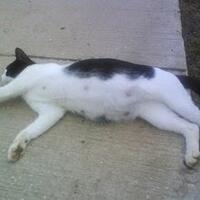 17-fakta-tentang-mr-p-dan-miss-v