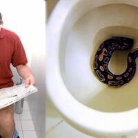 waduh-kelamin-seorang-pria-dipatok-ular-hitam-di-toilet-umum