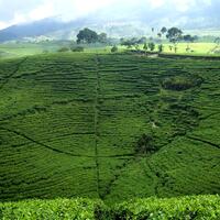 yuk-weekend-menikmati-hamparan-kebun-teh-kemuning