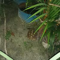 93787769378776937-all-about-tortoise-93787769378776937---part-3