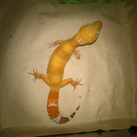9788new-ask-about-leopard-gecko9788