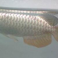 arowana--new-thread