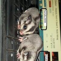 sugar-gliderlanjut---part-3