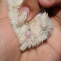 new-hamster-lovers---part-2
