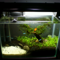 just-share-my-first-aquascape