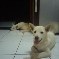 thread-hibah-adopsi-peliharaan-dan-kehilangan---part-2