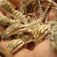 anak-reptil-bekasi-kita-ngumpul-yuk