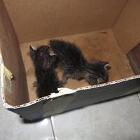 thread-hibah-adopsi-peliharaan-dan-kehilangan---part-2