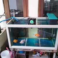 ayo-gan-silaken-posting-aquariumnya-di-sini