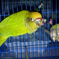 sharing-burung-paruh-bengkok-ii