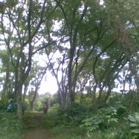 kfc-reg-solo---part-2