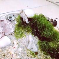 reborn-982996329632-semua-tentang-kelomang-982996329632