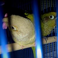 sharing-burung-paruh-bengkok-ii