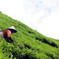 berlibur-ke-perkebunan-teh-kaligua-di-kota-bumiayu