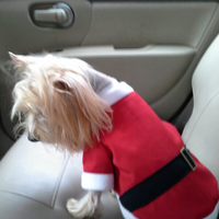 yorkie-loversmasuk-sini-dunk