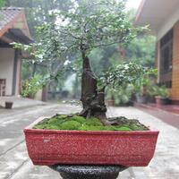 bonsai-kaskus-reborn--forum-sharing--diskusi-seputar-seni-bonsai-indonesia