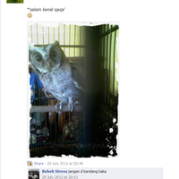 thread-khusus-burung-hantu-owl-kaskus---part-5