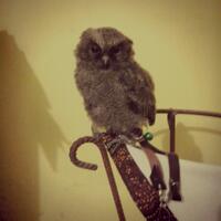 thread-khusus-burung-hantu-owl-kaskus---part-5