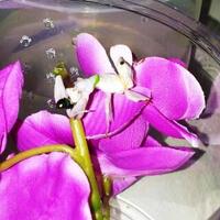 belalang-anggrek-spesies-quotjahatquot-yang-berlagak-quotmalaikatquot