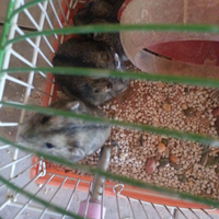 new-hamster-lovers---part-2