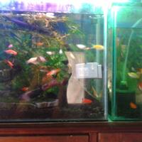 molly--guppy--platty--swordtail--dan-sejenisnya--masuk-ya-gan