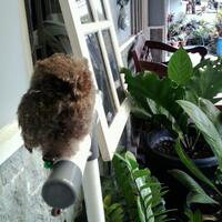 thread-khusus-burung-hantu-owl-kaskus---part-5