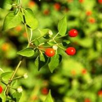 cabe-cabean-hot-banget-gak-nahan-gan