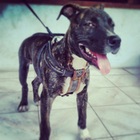 pilih-senjata-mana-yang-lo-pakai-kalau-zombie-ada-pet