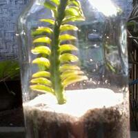 share-terrarium