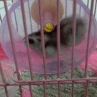 new-hamster-lovers---part-2