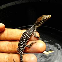 93787769378776937rumah-baru-untuk-varanus-lover-93787769378776937