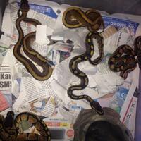 ball-python-python-regius-lovers-masuk-sininew-home---part-1