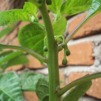 ayo-bertanam-cabe---hot--eksotis---part-1