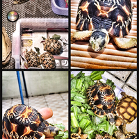 93787769378776937-all-about-tortoise-93787769378776937---part-3