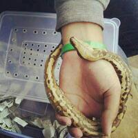 waspada-memilih-hewan-peliharaan