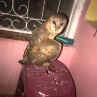 thread-khusus-burung-hantu-owl-kaskus---part-5