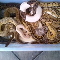 ball-python-python-regius-lovers-masuk-sininew-home---part-1