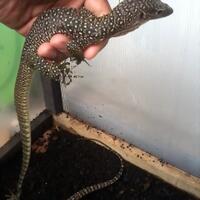 93787769378776937rumah-baru-untuk-varanus-lover-93787769378776937
